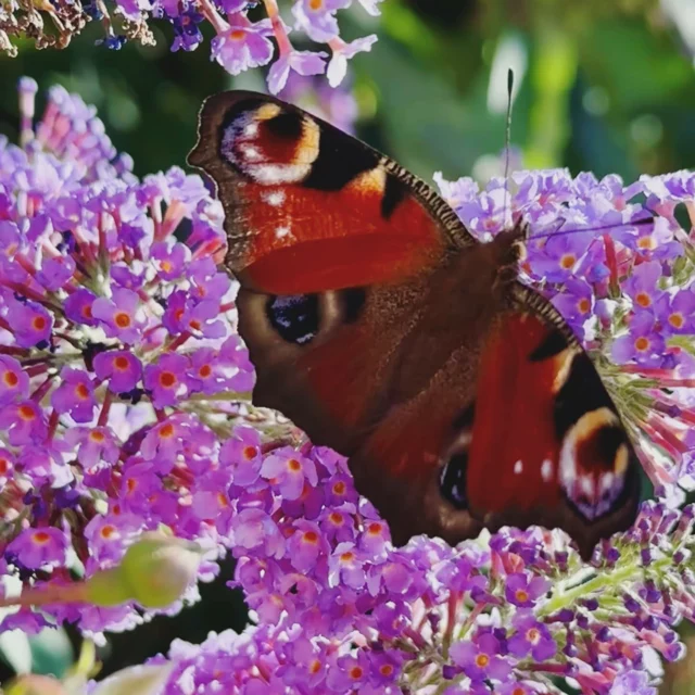 So beautiful 🦋😍 #Schmetterlinge #butterflies #Natur #nature